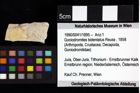 Foto (Objket + Etiketten) von Mesogalathea striata (Remeš, 1895) 